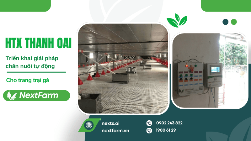 Nextfarm triển khai giải pháp chăn nuôi tự động cho gà HTX Thanh Oai