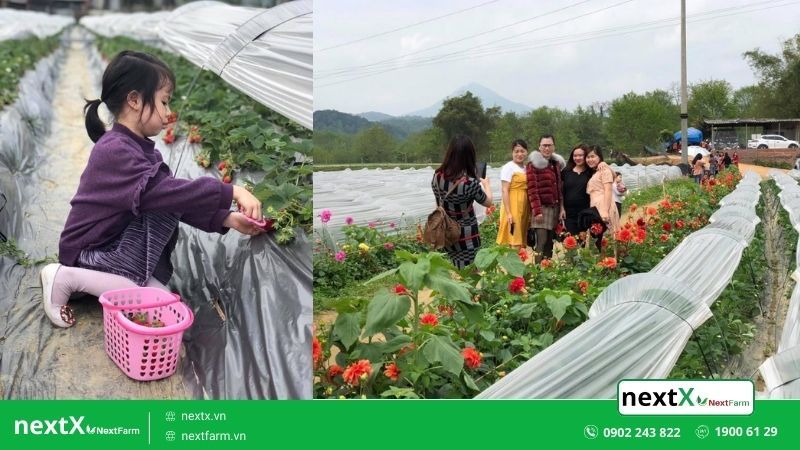 khách hàng của nextX Nextfarm 2