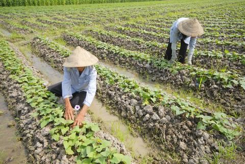 cách trồng khoai lang