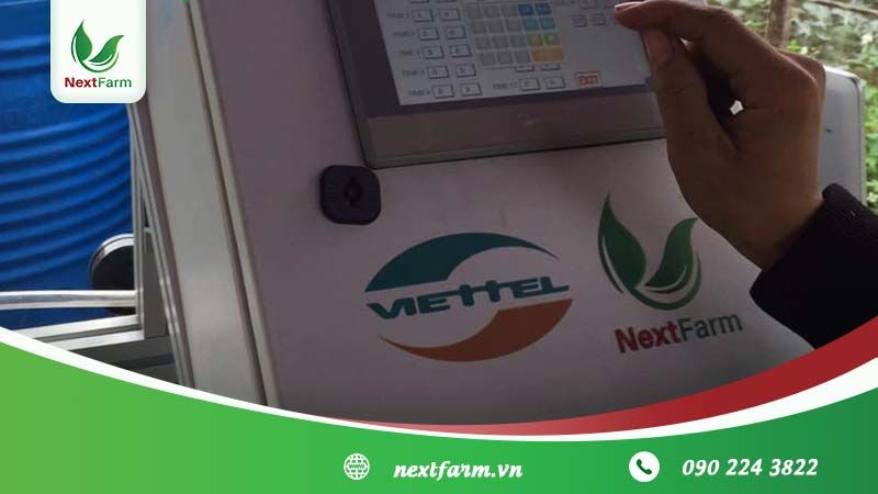 Kỹ thuật trồng măng tây cho người mới bắt đầu