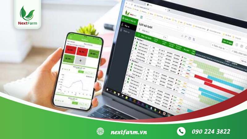 Kỹ thuật trồng măng tây cho người mới bắt đầu