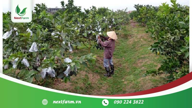 Kỹ thuật trồng ổi – năng suất tốt – chất lượng cao