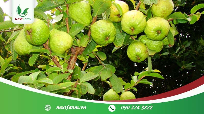 Kỹ thuật trồng ổi – năng suất tốt – chất lượng cao