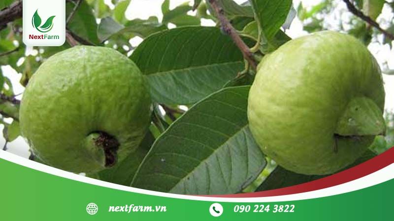 Kỹ thuật trồng ổi – năng suất tốt – chất lượng cao