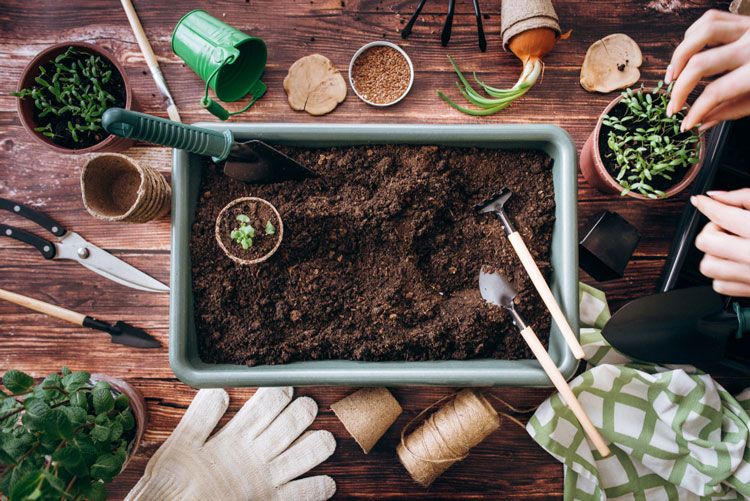 5 kinh nghiệm trồng rau trên sân thượng siêu đẹp và hiệu quả