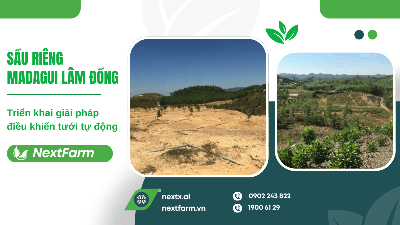 Nextfarm triển khai hệ thống tưới cho cây Sầu riêng Madagui Lâm Đồng