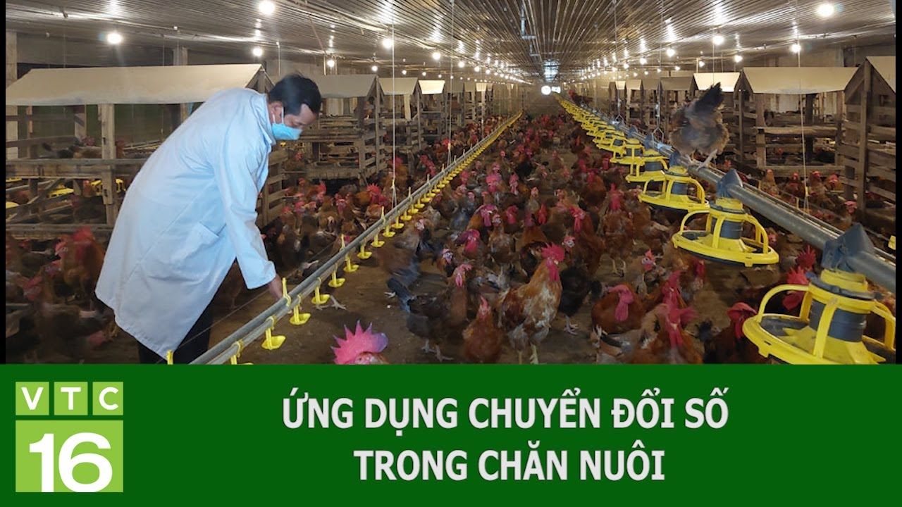Chuyển đổi số chăn nuôi là bước đệm của sự thành công