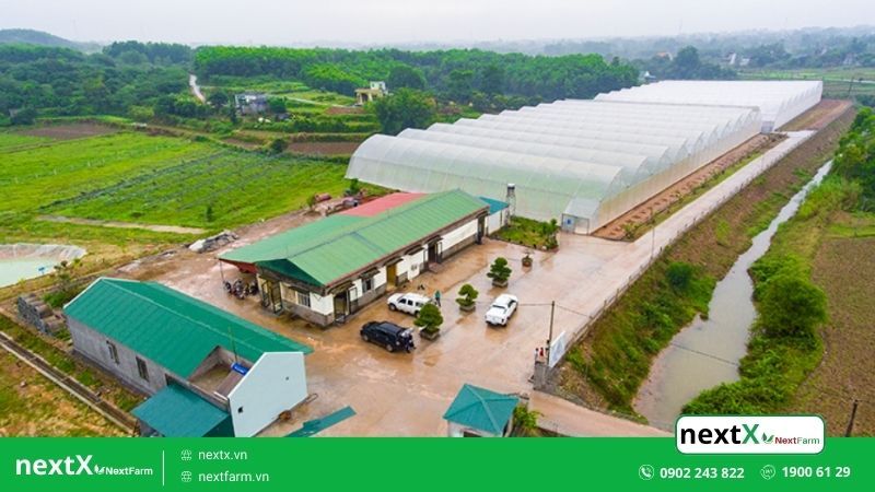 mô hình trồng dưa leo