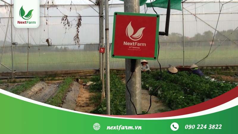 Nextfarm triển khai giải pháp châm phân dinh dưỡng cây trồng tích hợp quan trắc khí tượng cho cà chua