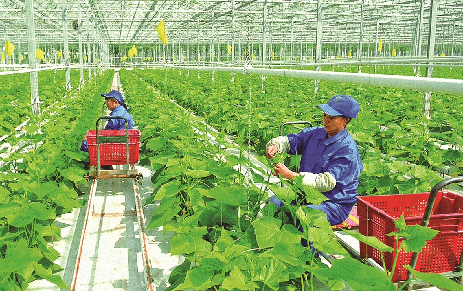 Thúc đẩy và phát triển nông nghiệp xanh tại Việt Nam