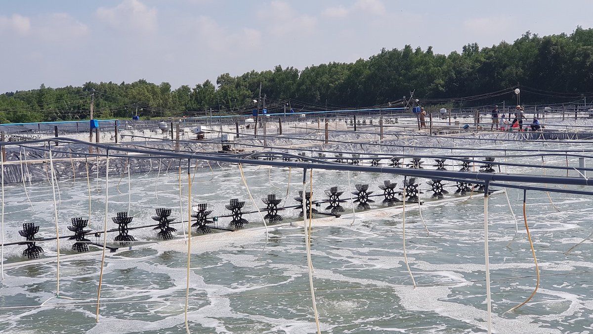 nuoi-tom-cong-nghe-cao