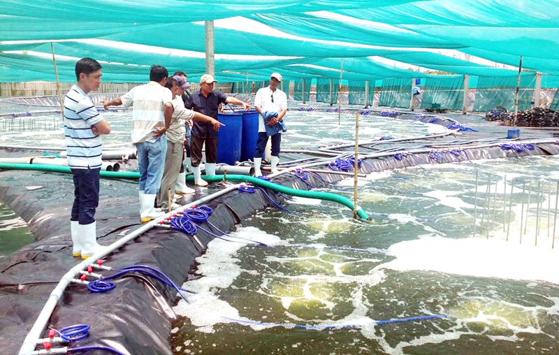 nuoi-tom-cong-nghe-cao