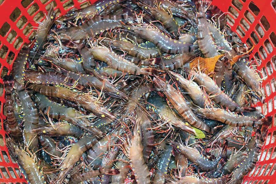 nuoi-tom-cong-nghe-cao