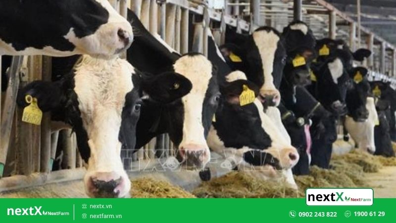 phần mềm quản lý đàn trâu bò lợn gà trong chăn nuôi