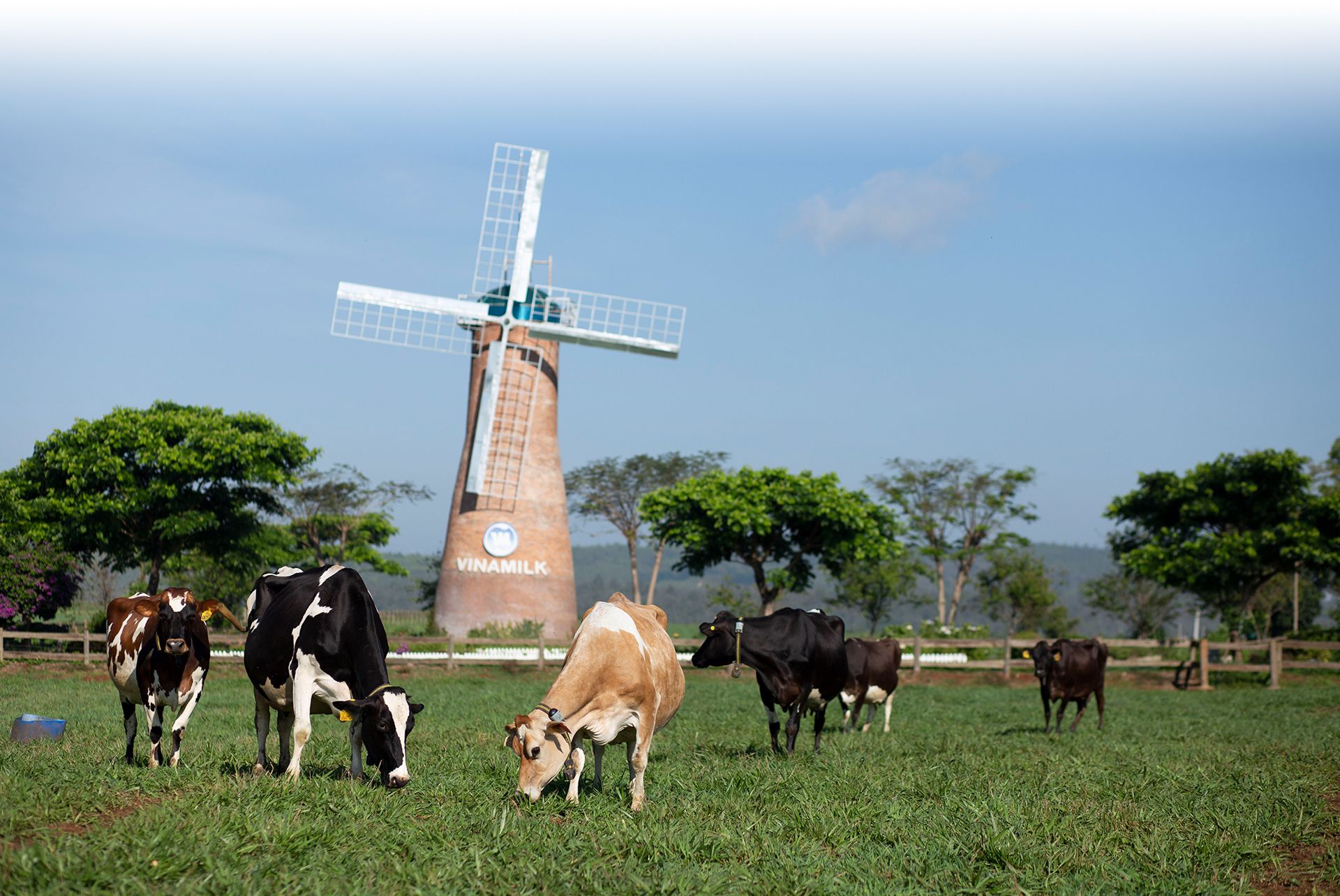 Khám phá ngay trang trại bò sữa chuẩn 5 sao của Vinamilk