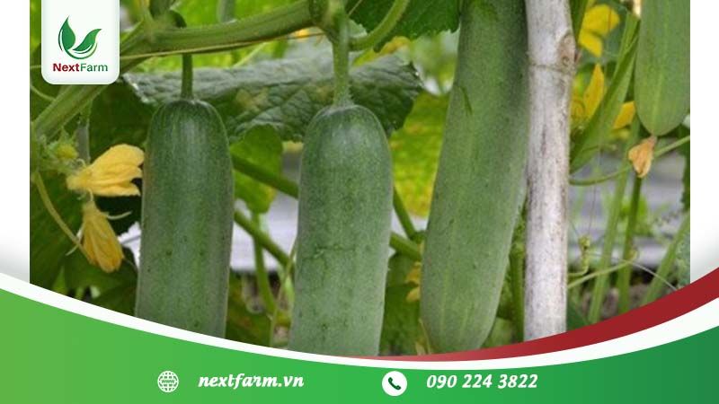 Quy trình trồng dưa leo F1