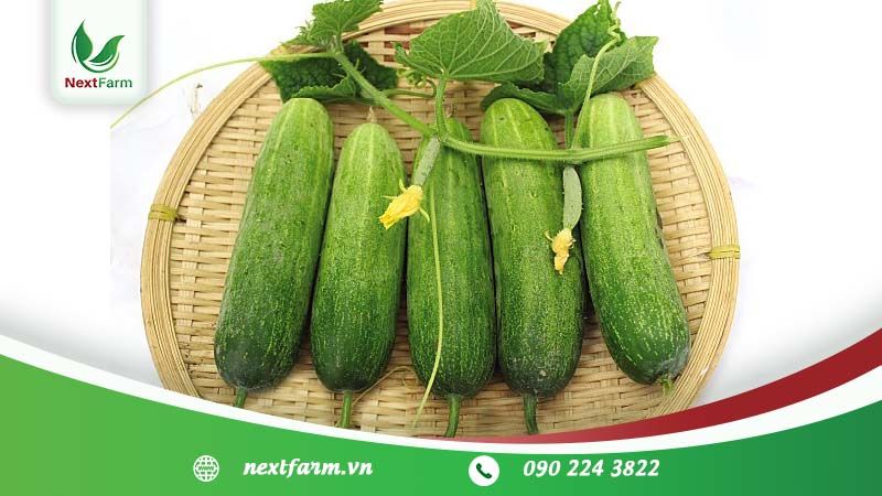 Quy trình trồng dưa leo F1