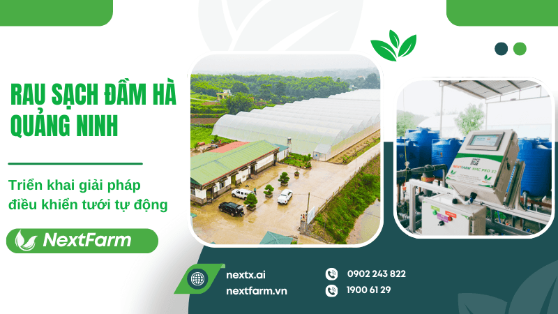 NextFarm triển khai giải pháp điều khiển tưới tự động cho trang trại rau sạch Đầm Hà Quảng Ninh