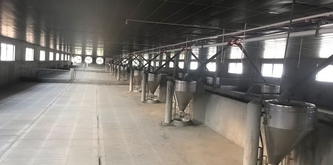 hệ thống cho lợn ăn tự động