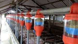 hệ thống cho lợn ăn tự động