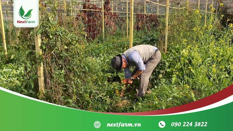 Nextfarm triển khai Giải pháp Nông nghiệp thông minh Nextfarm phân hệ truy xuất nguồn gốc Nextfarm QRCheck sản phẩm Nông nghiệp hữu cơ cho HTX Organic Dalat
