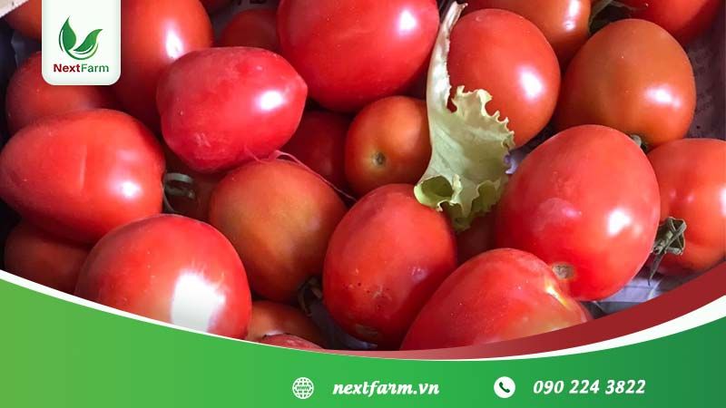 Nextfarm triển khai Giải pháp Nông nghiệp thông minh Nextfarm phân hệ truy xuất nguồn gốc Nextfarm QRCheck sản phẩm Nông nghiệp hữu cơ cho HTX Organic Dalat