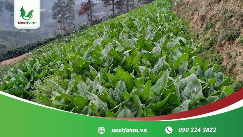 Nextfarm triển khai Giải pháp Nông nghiệp thông minh Nextfarm phân hệ truy xuất nguồn gốc Nextfarm QRCheck sản phẩm Nông nghiệp hữu cơ cho HTX Organic Dalat