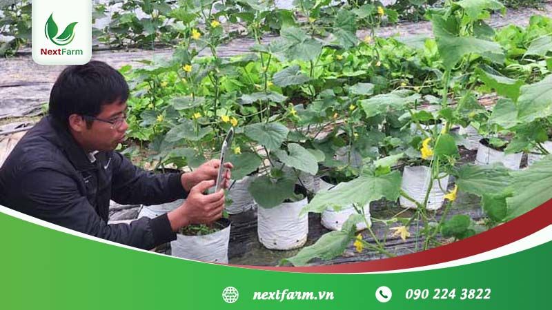 Triển khai Ứng dụng CNTT trong nông nghiệp Next Farm cho Lotus Farm