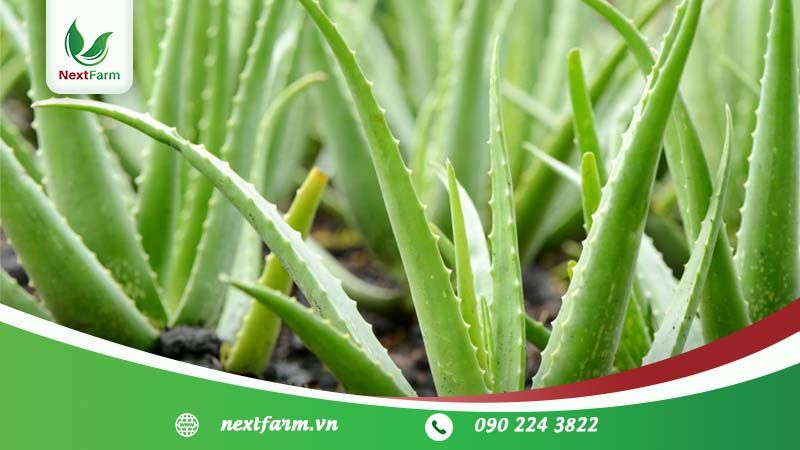 Trồng cây nha đam đúng cách – hiệu quả kinh tế cao