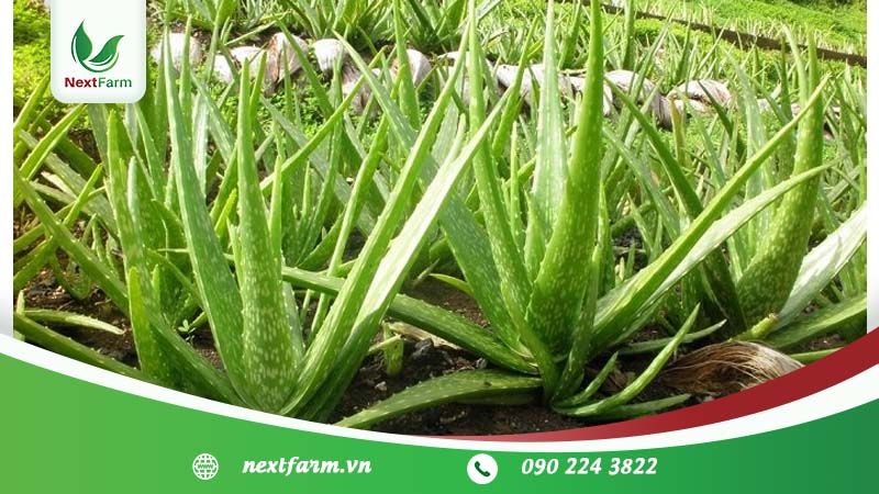 Trồng cây nha đam đúng cách – hiệu quả kinh tế cao