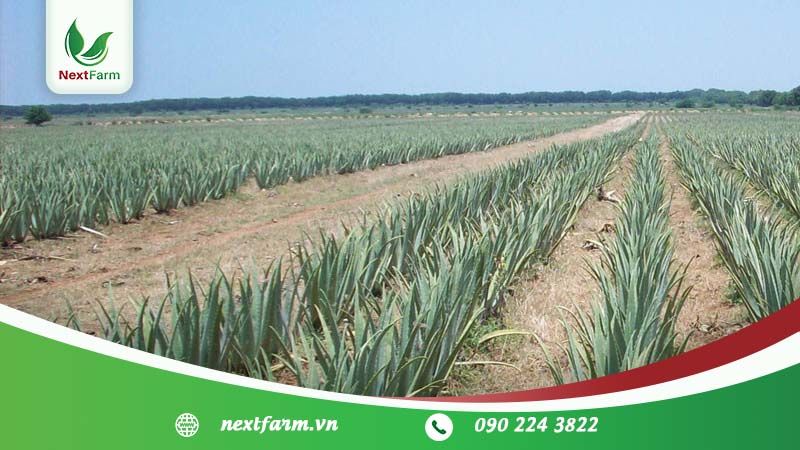 Trồng cây nha đam đúng cách – hiệu quả kinh tế cao