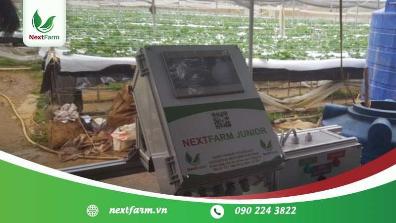 Trồng cây nha đam đúng cách – hiệu quả kinh tế cao