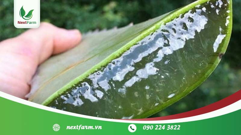 Trồng cây nha đam đúng cách – hiệu quả kinh tế cao