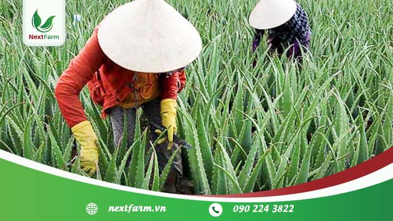 Trồng cây nha đam đúng cách – hiệu quả kinh tế cao