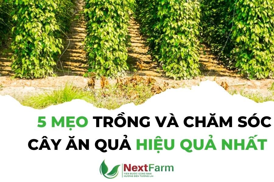 trồng và chăm sóc cây ăn quả