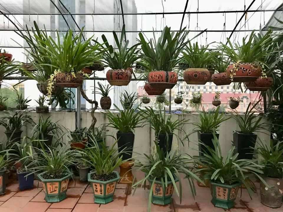 Hướng dẫn trồng và chăm sóc lan đẹp