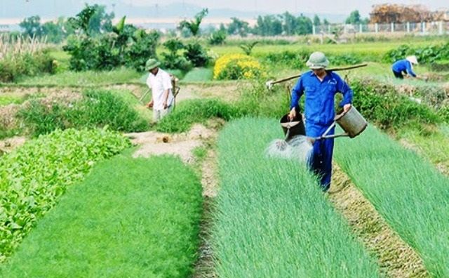 Tư vấn “Thực hiện 5 đúng trong canh tác nông nghiệp” tại huyện Nam Trực, tỉnh Nam Định