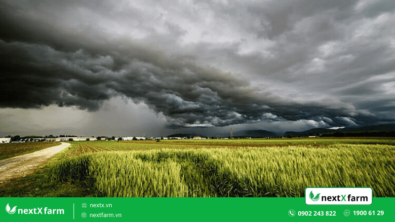 Top 6 lợi ích khi ứng dụng AI trong nông nghiệp một cách hiệu quả